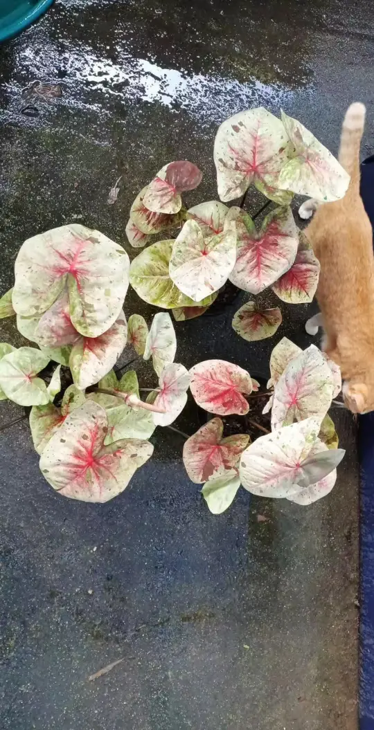 达摩预告