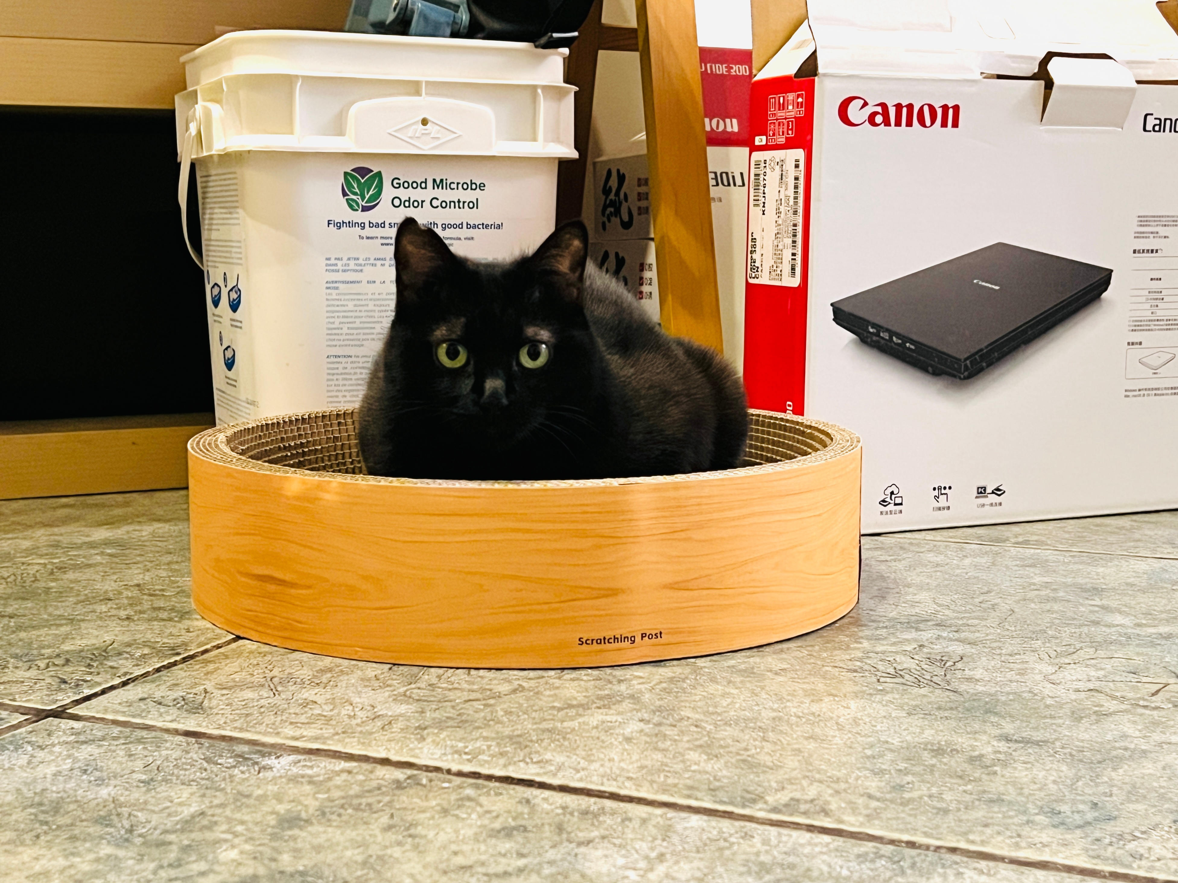 阿蝦懶得理任何不關她的事～星期四，祝大家天天有好事🍎 