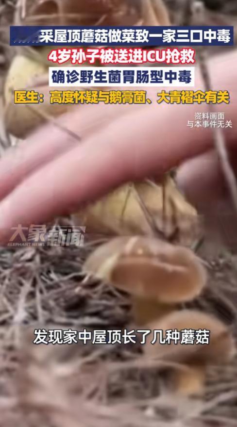 “悲剧还是发生了！”10月20日，福建泉州，一奶奶采摘长在屋顶的野生蘑菇做菜，导