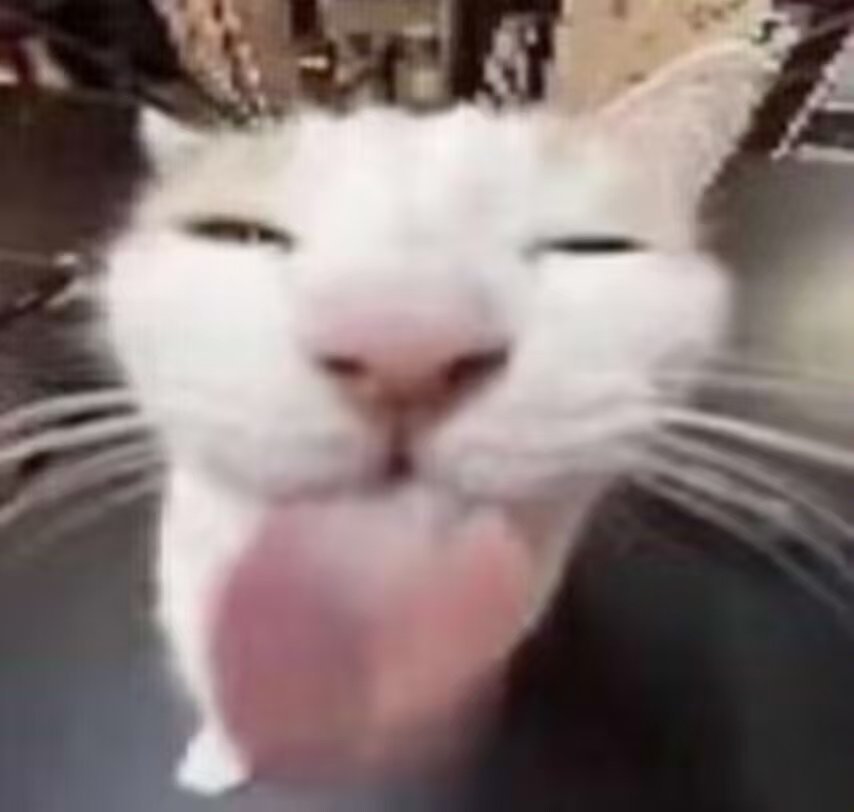 阿比猫和逻辑猫真是我见过最小狗的猫猫[苦涩]我最近一直刷到这种长短视频，主人举手