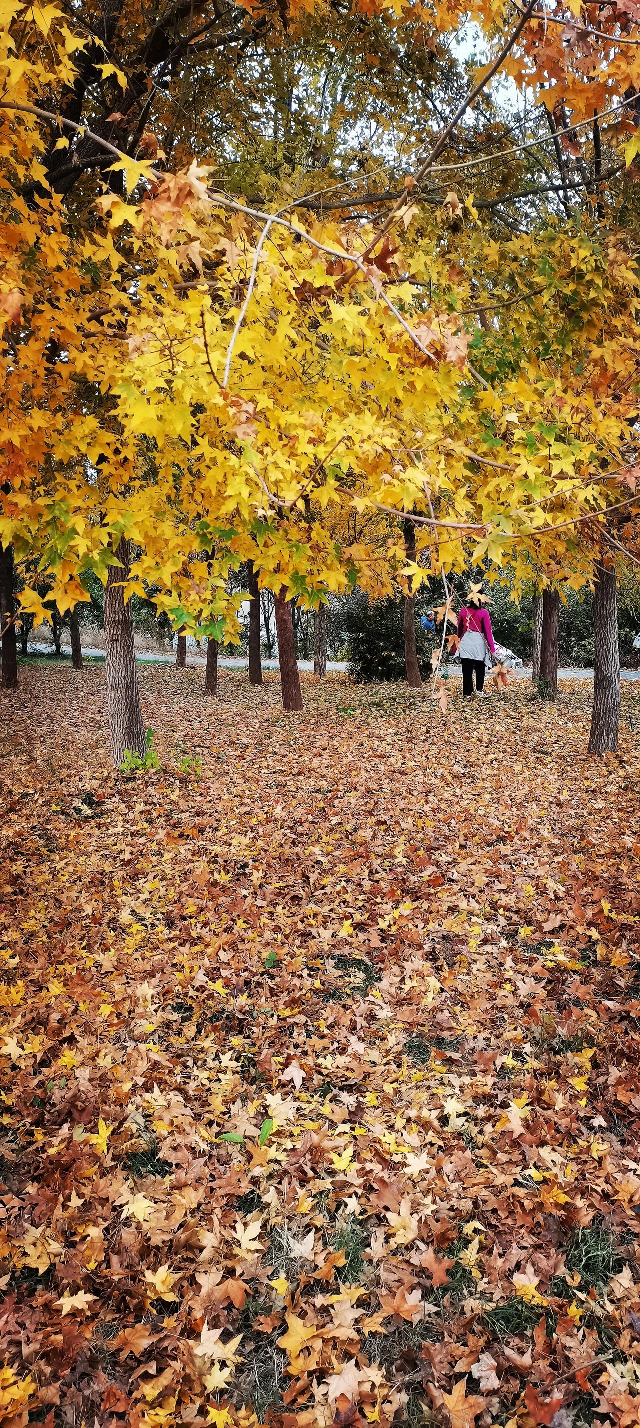 11月23日～12月5日，
短短的十几天，
同一个地方的风景，
却有着很大的反差