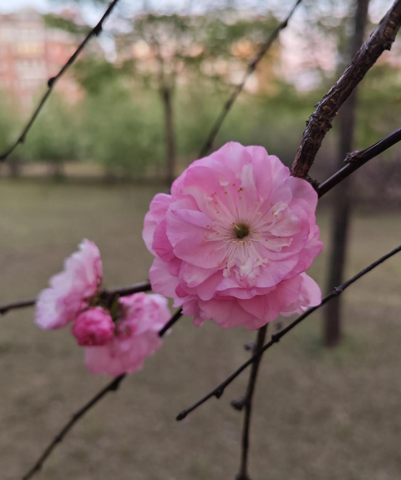 呜嗷喊叫，硬气八毛，举止轻浮，性格乖张，横冲直撞，搔首弄姿，沉迷拍照，各种显摆…