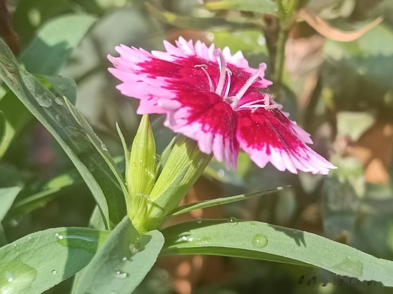 ，什么花都行
侧看石竹——
花瓣晕开玫红与浅粉渐变，锯齿花边精巧灵动，绿叶缀满剔