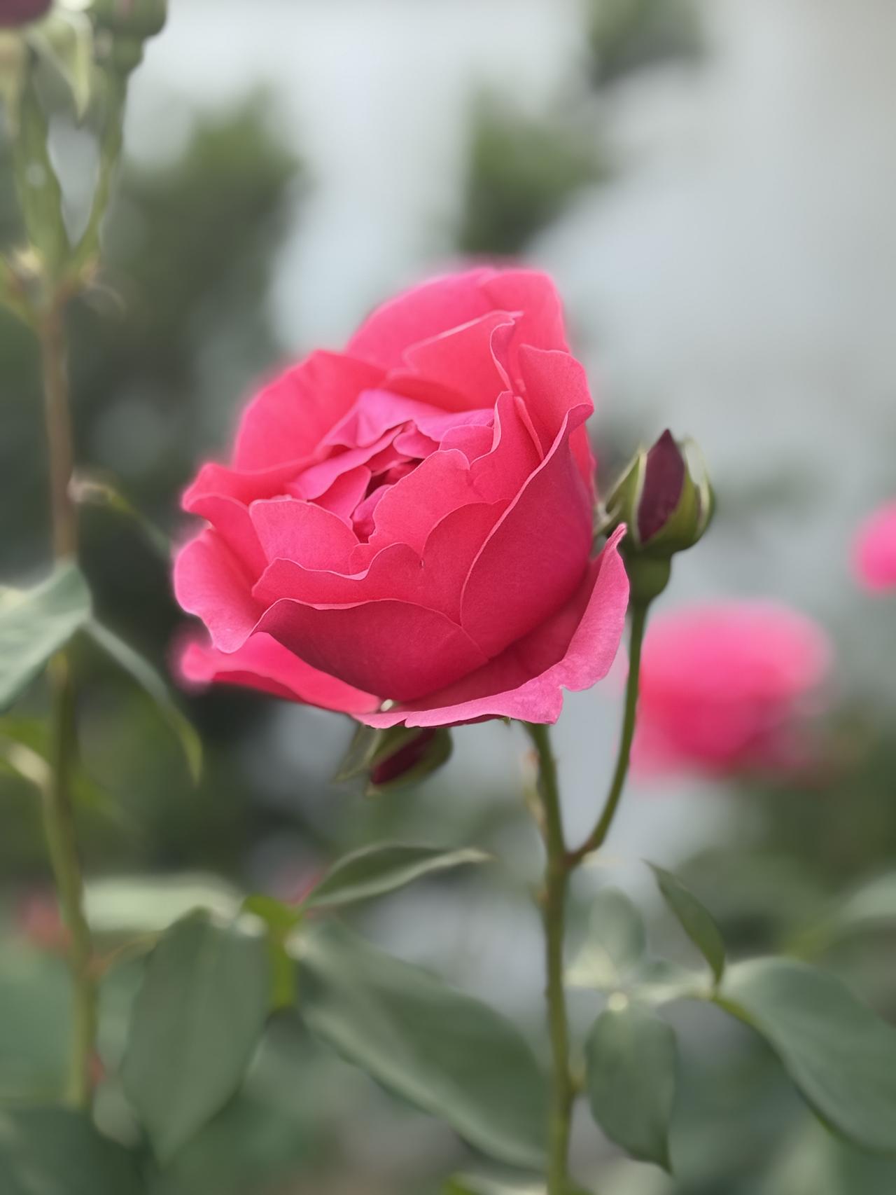 分享一张你拍的花，什么花都行