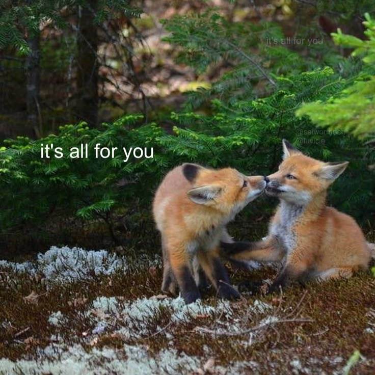 狐狸 it's all for you 