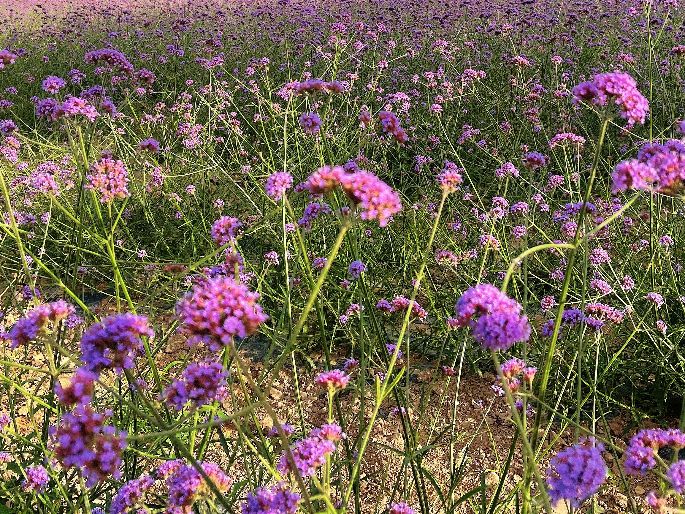 来金昌，一定要留一点时间给紫金花海。它就在市区不远处，开车十几分钟便能抵达，却像