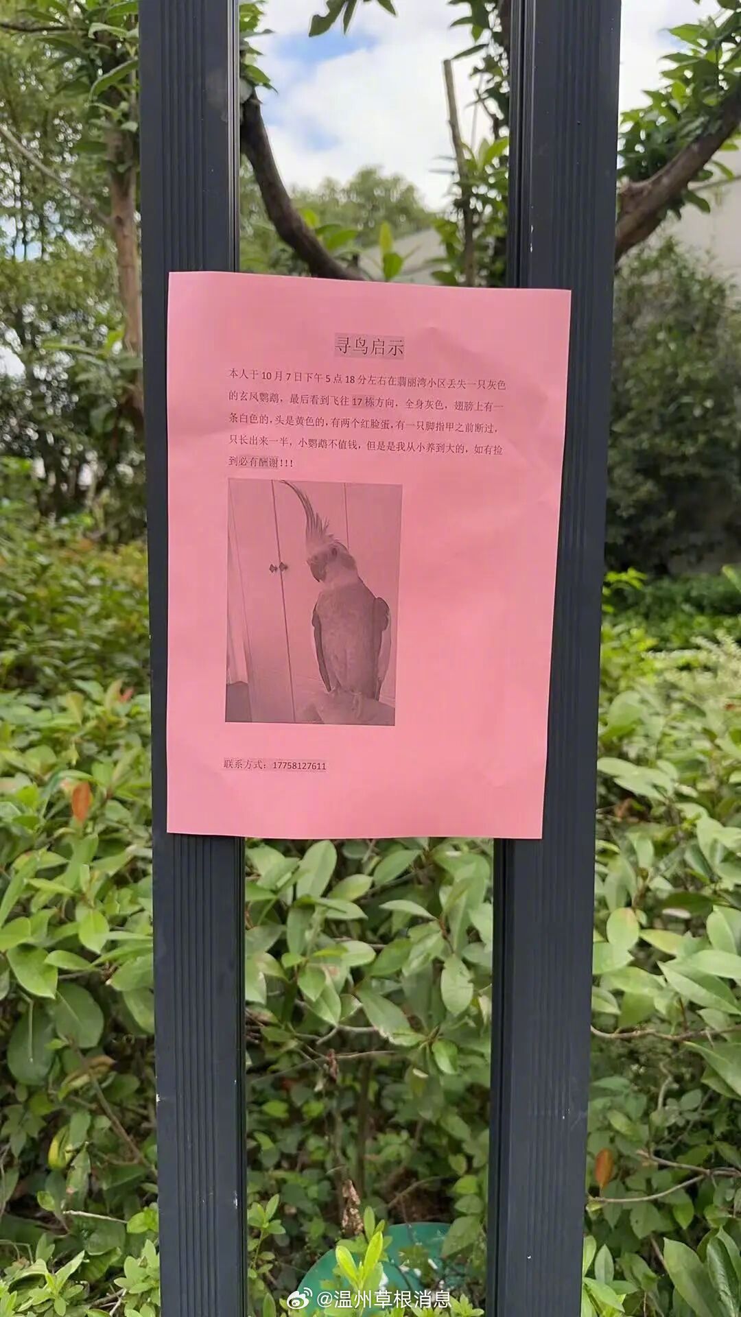 【温州女子丢了一只 “腮红小鸟”！】10月7日鹿城七都翡丽湾，小郑喂鸟时笼门一开
