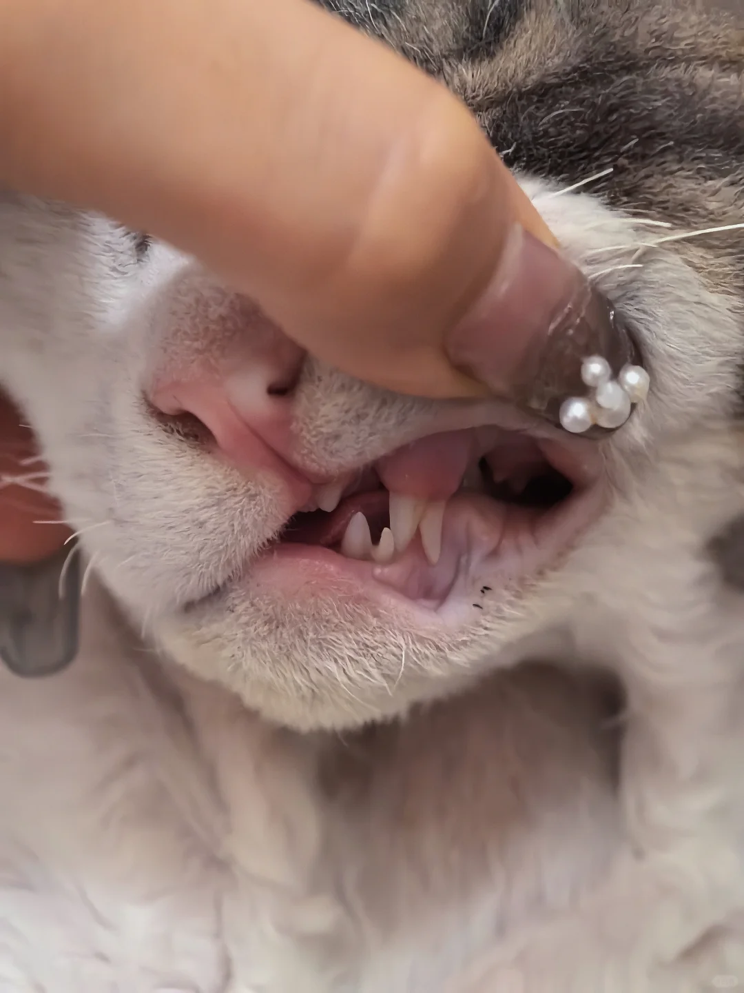 等不及了！万圣节COS地狱恶犬先走一步