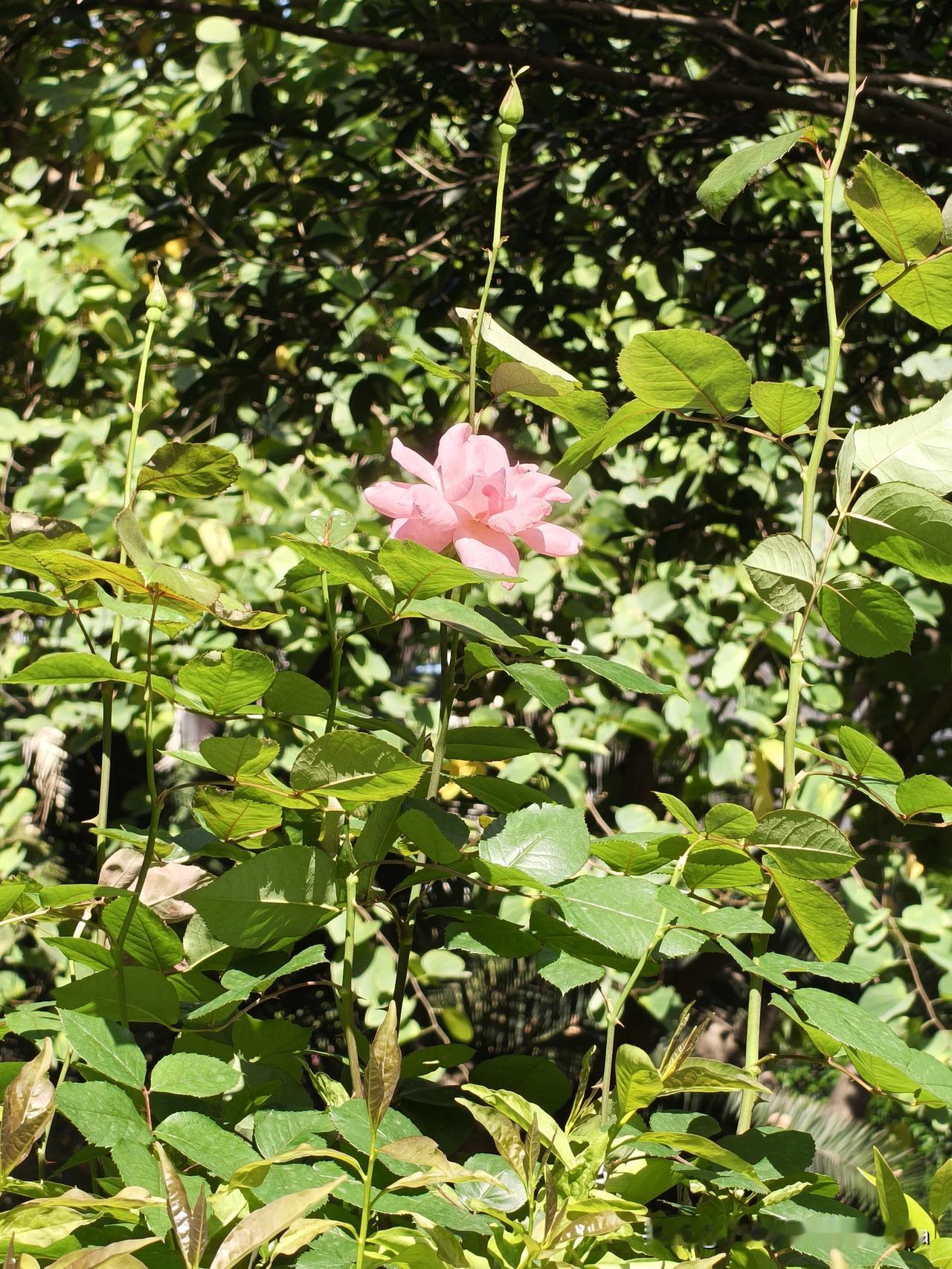 “啊呀，你要是我自己的娃儿，我硬是想给你擂上！”
上面这句话，是我昨天对雇主宝宝