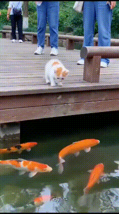 半散养的小奶猫第一次见木桥下的锦鲤，好奇心压过对水深的恐惧，小奶猫没接触过深水，