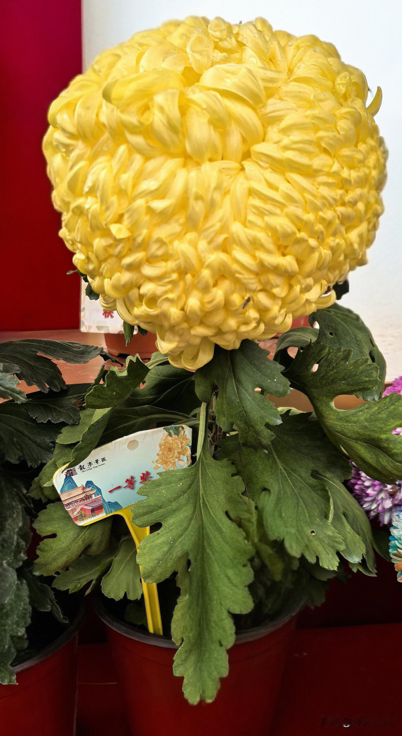 我养的菊花超级“黄绣球〞参加中国第十五届菊花展，获得了一等奖。
这株独立的秋菊直