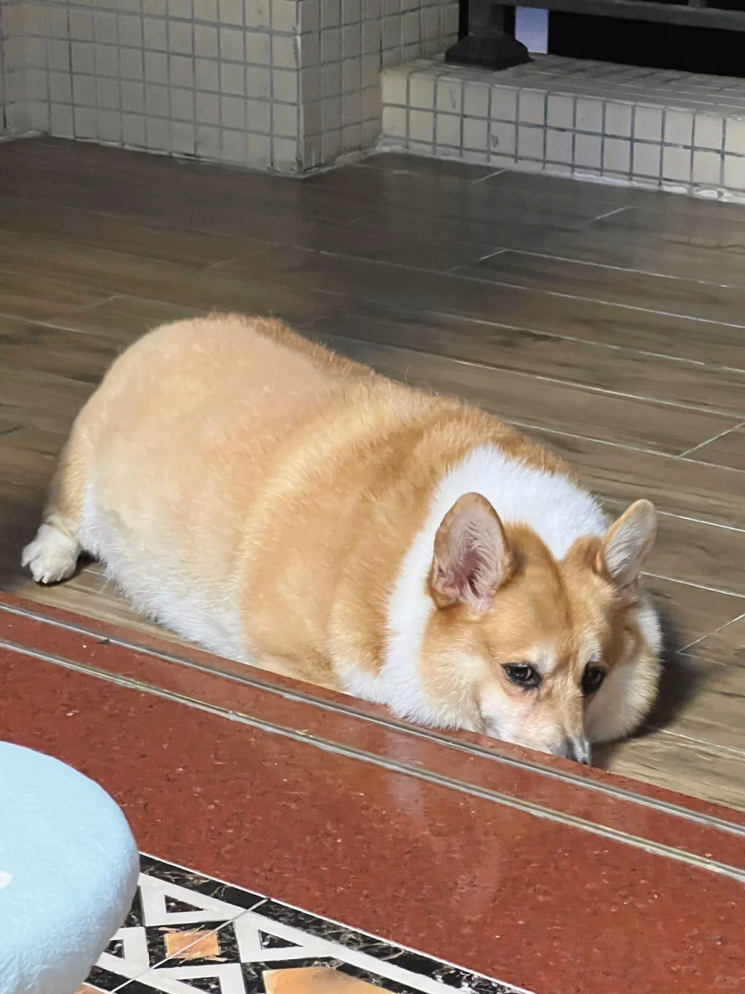 我让它减肥，它好像生我的气了….