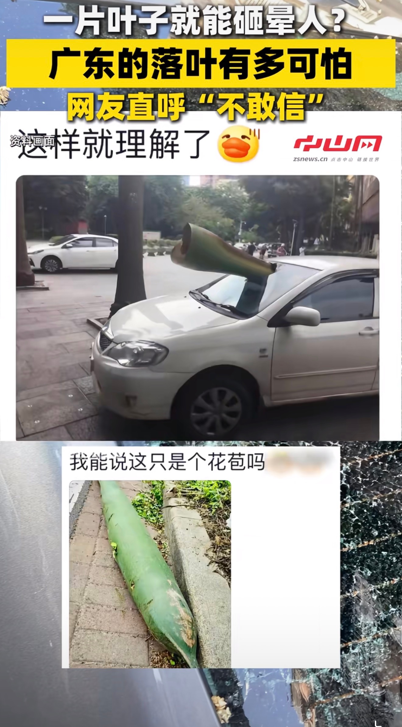 珠海一女子被树叶砸成十级伤残真的被这个新闻吓到了，谁能想到在小区散个步，被一片树