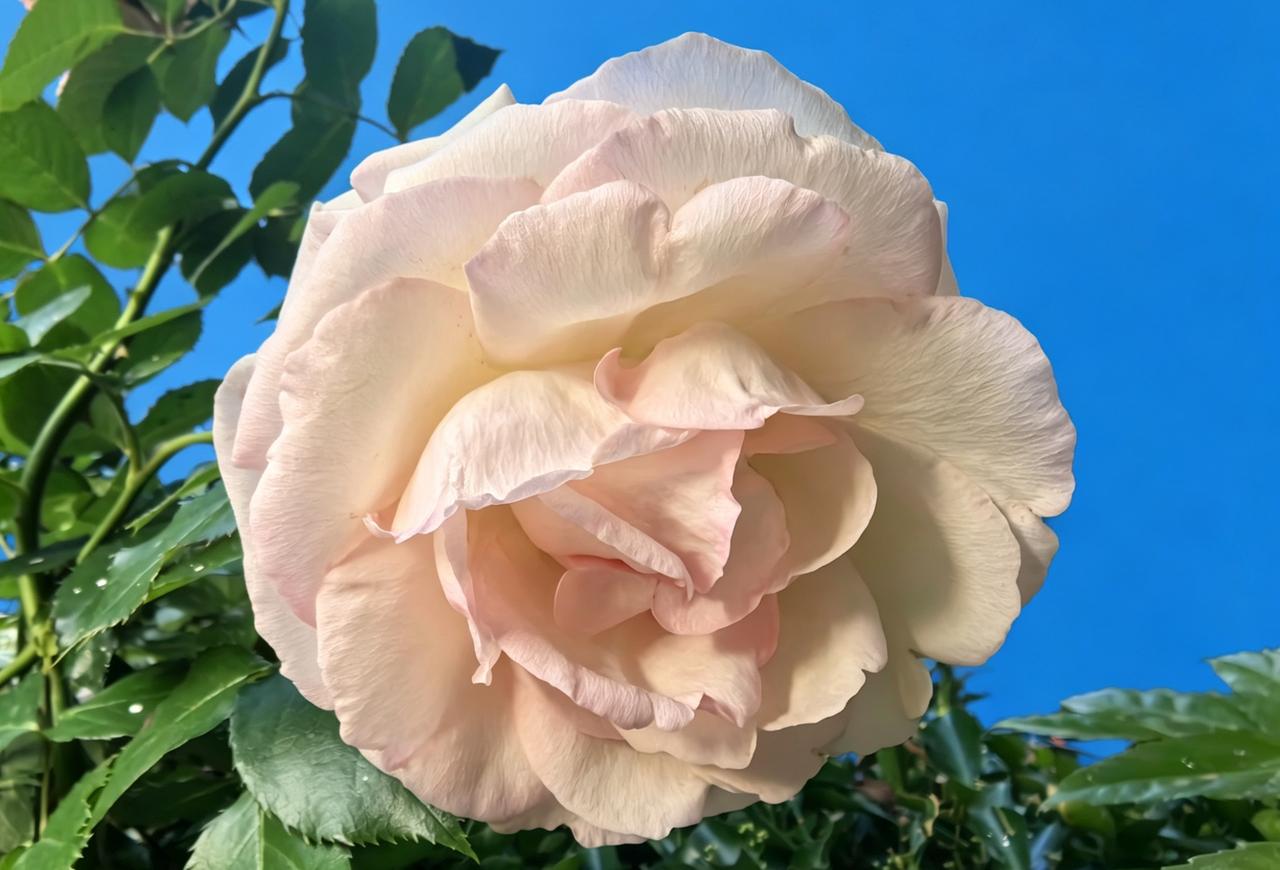 粉嫩玫瑰，绽放自然之美！🌹🌿