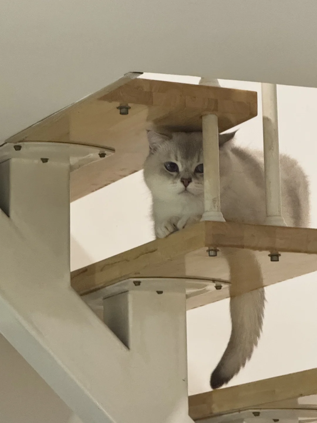每天两眼一睁就是审咪积累🐱