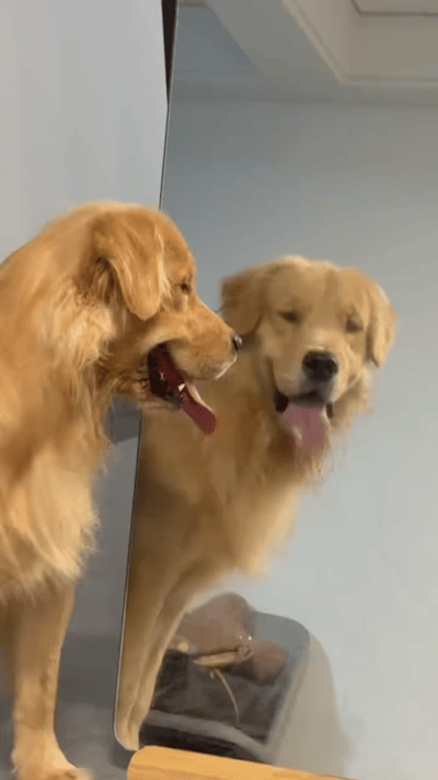 自己逗自己[哈哈] ​​​