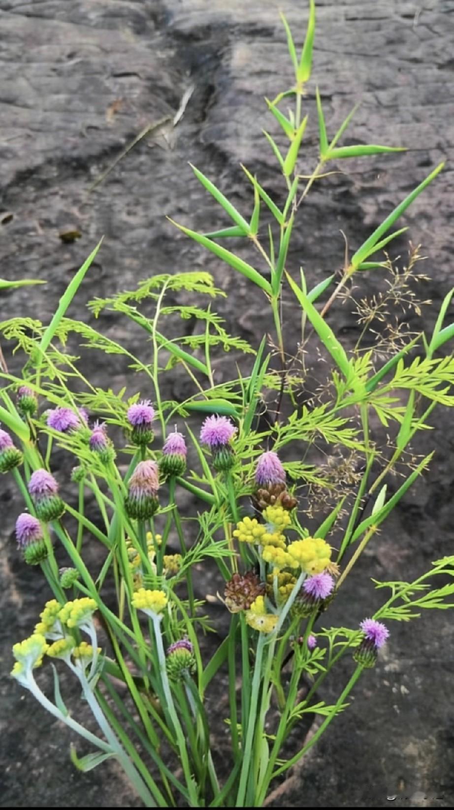 野花+竹叶才是顶级插花
我喜欢插花，但是我没系统地学过插花，插花是一门艺术。
