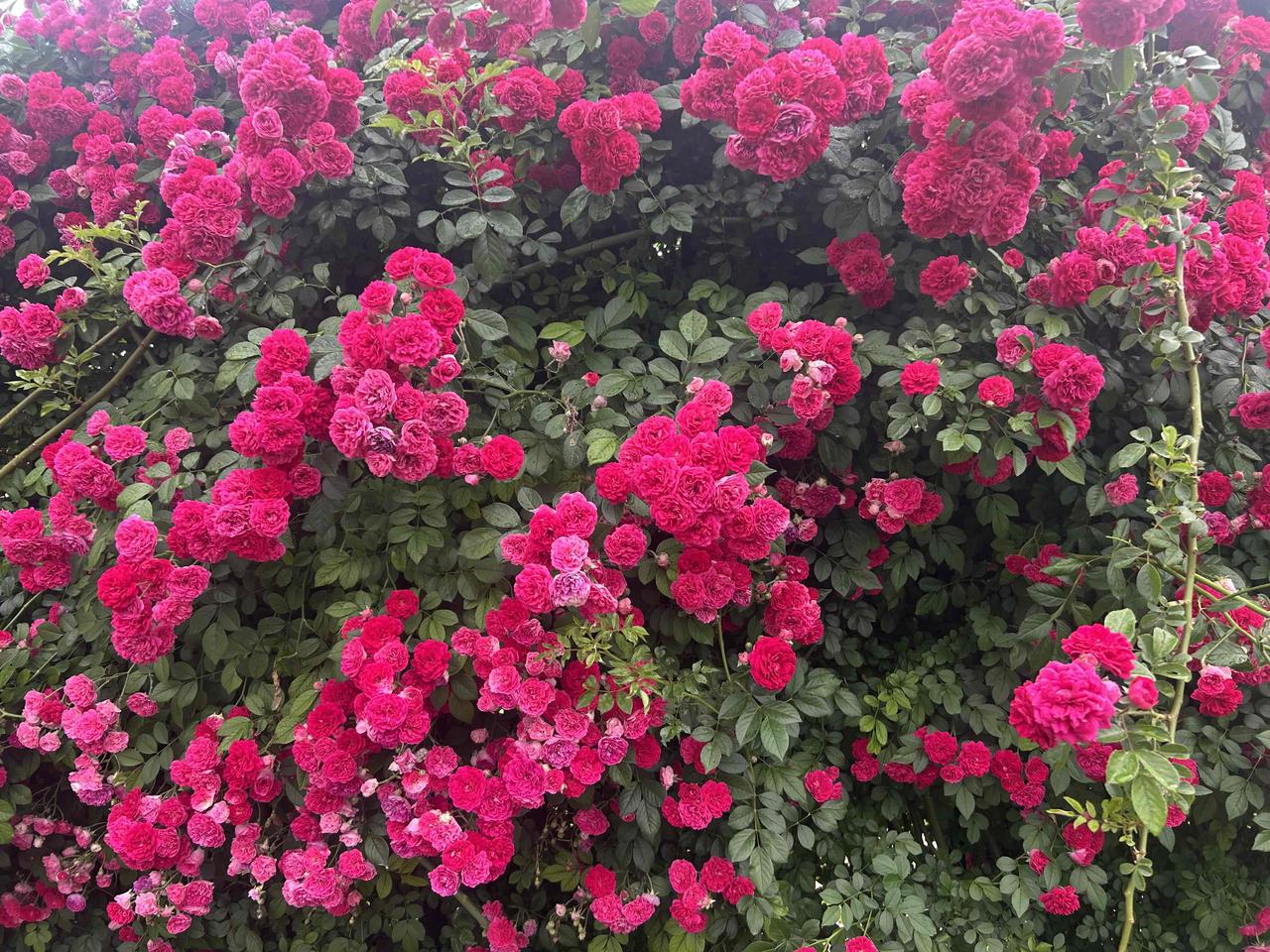 5月25日周一，北京下了一天的雨，午后4点，雨停了，满墙的月季花经过雨水的洗礼，