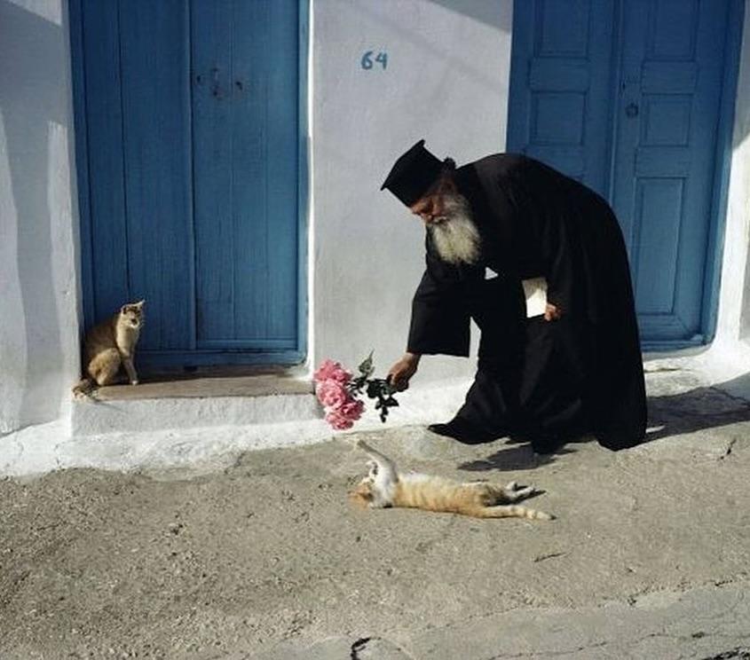 90年代，希腊圣托里尼岛，无忧无虑的猫咪们摄影师Hans Silvester 
