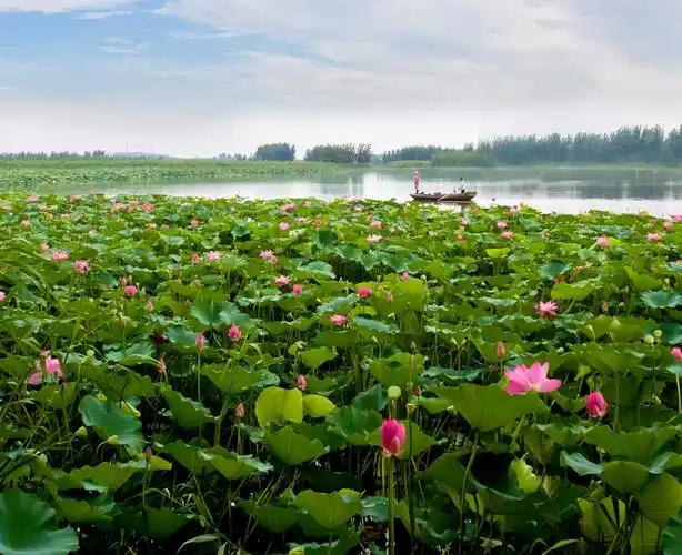 五一不想人挤人？白洋淀绝对是京津冀宝藏目的地！

行前准备：提前在“白洋淀旅游”