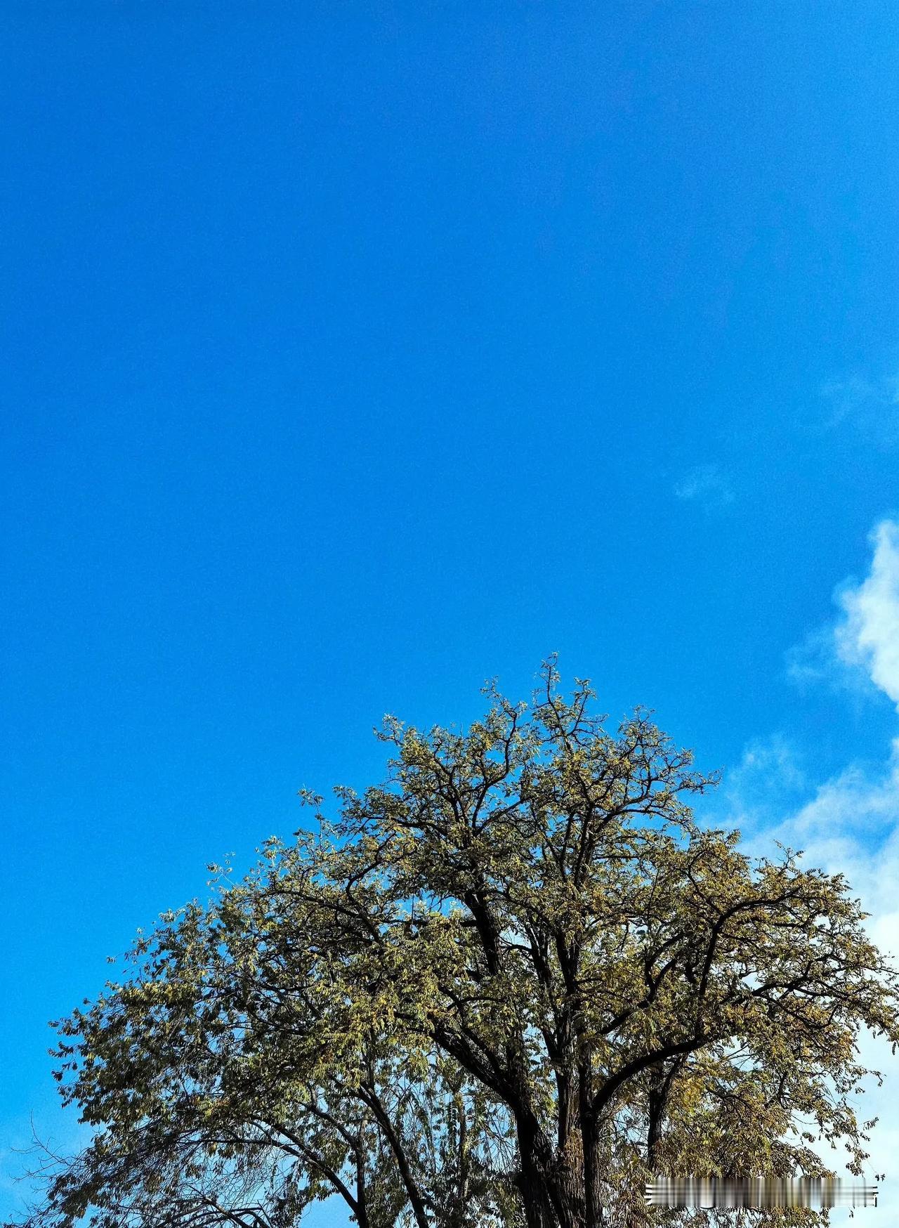 冬是留白和清醒
旷野褪去热情
草木还以安静
我喜欢抬头的湛蓝
天空的干净


想