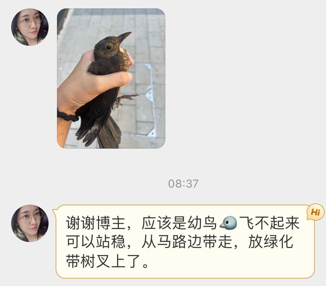 #鸟粉投稿# 马路边上捡到一只【乌鸫】宝宝，给它挪动到附近绿化带了这可不兴捡！快