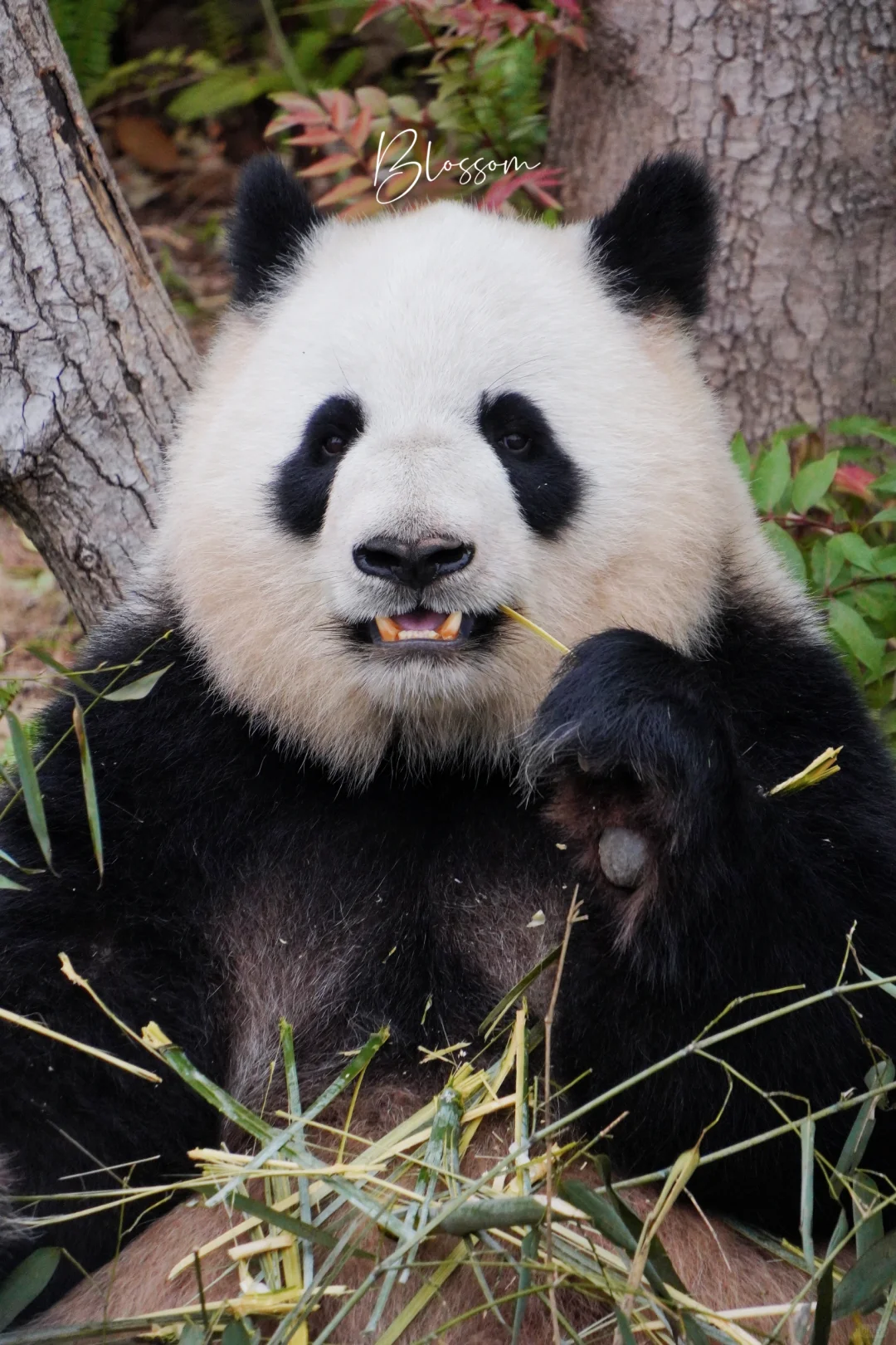 淼猪儿12岁生日快乐💐