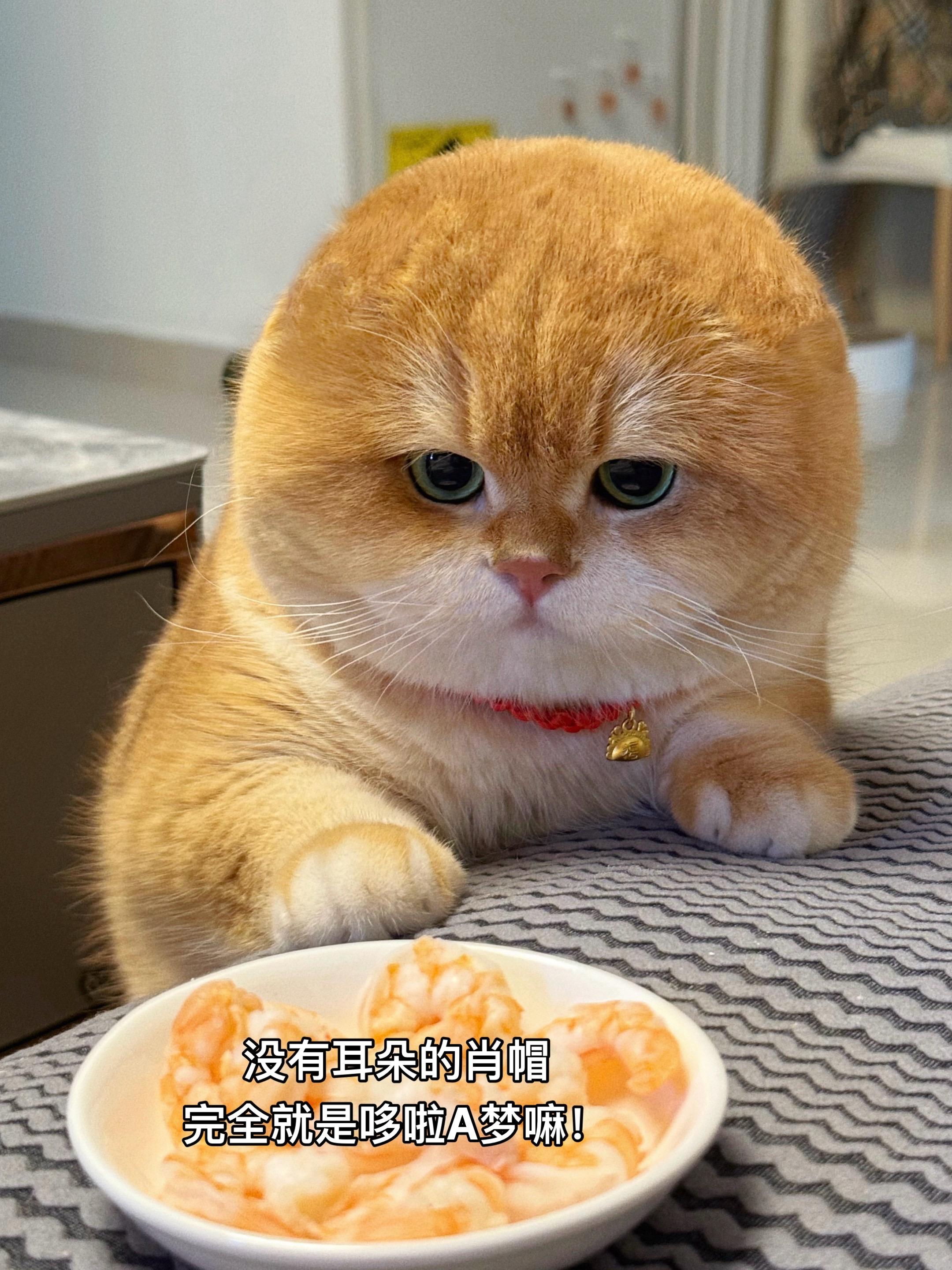 重要提示: 是p掉的 猫耳朵现在很安全。
