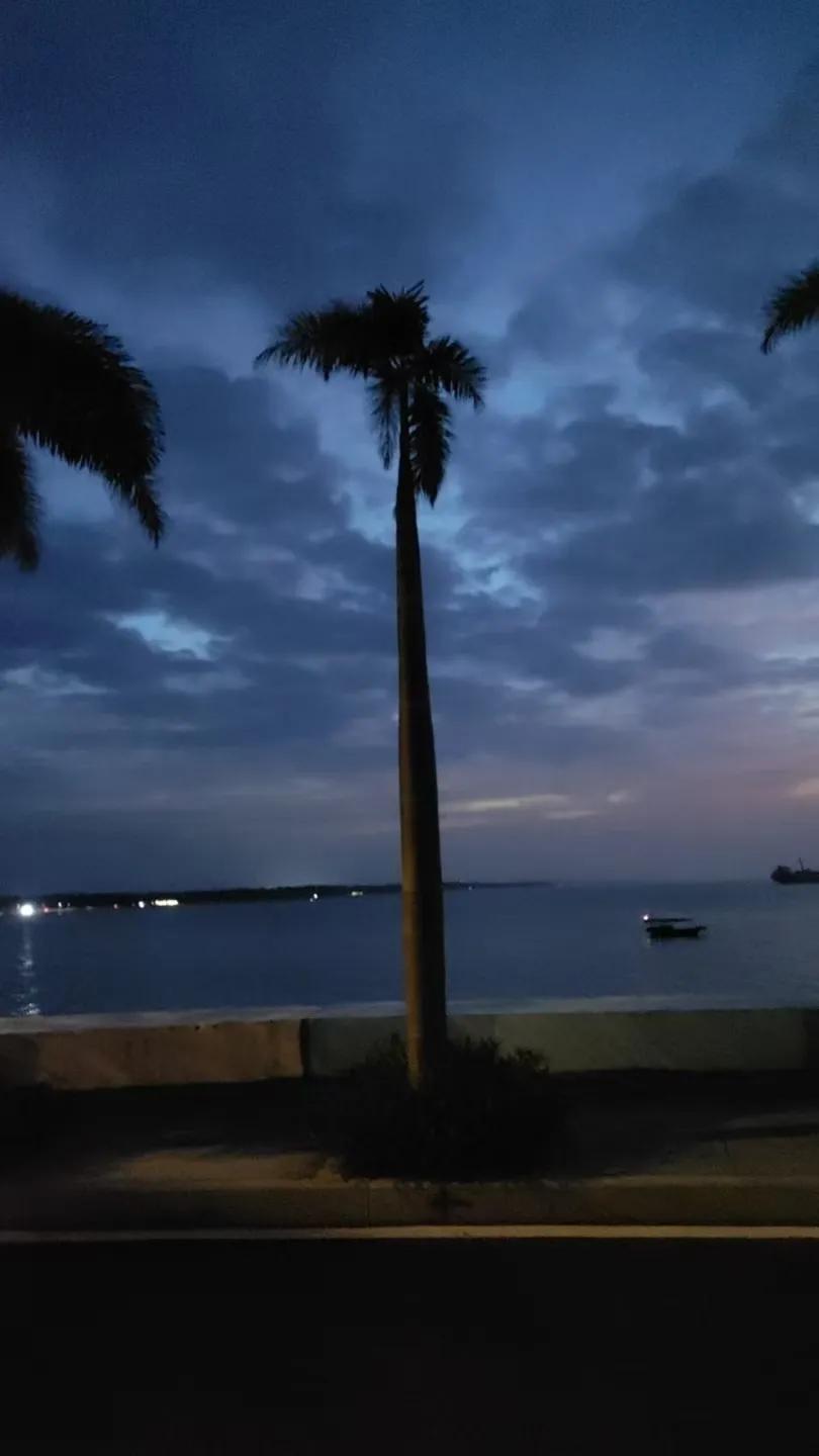 海上船只共潮生，岸边棕影伴潮落。