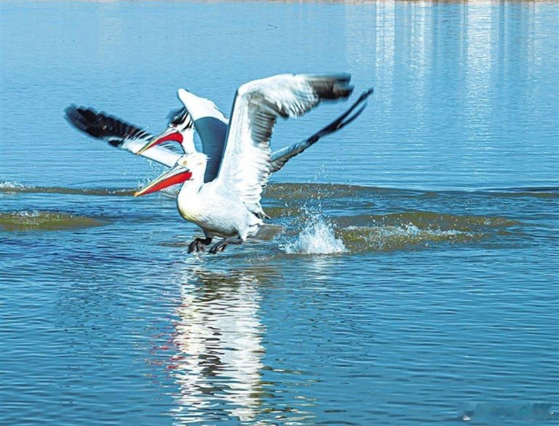 4月初，在#绿色内蒙古生态北疆行# 巴彦淖尔市乌拉特后旗红旗水库，国家一级重点保