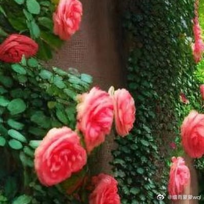 出发看山看海看花海，最美的风景都在路上。☘️ 