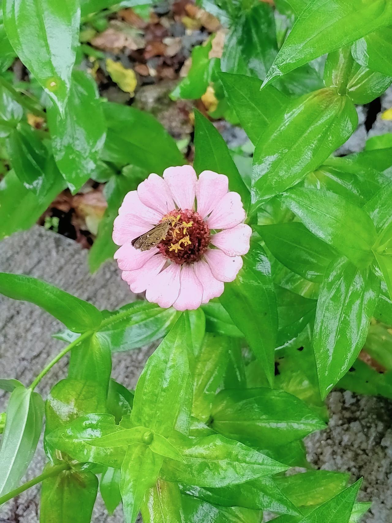 蝶恋花，花恋蝶
一场夏雨给予的美好
芬芳醉了一地……

昨天，与好友相约
约在了