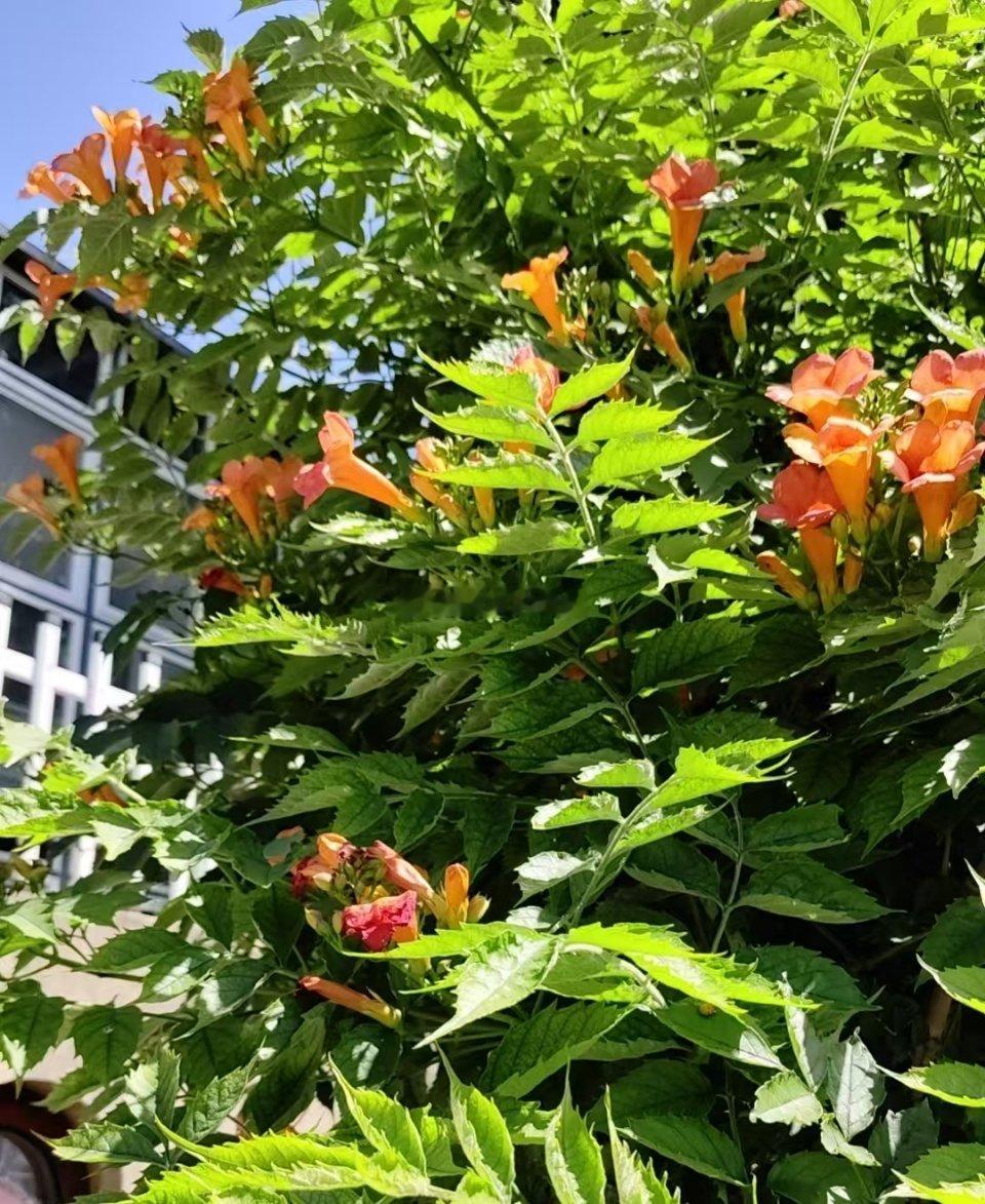 凌霄开花了为啥就不爬墙长不出来人家那种满墙开花的效果呢