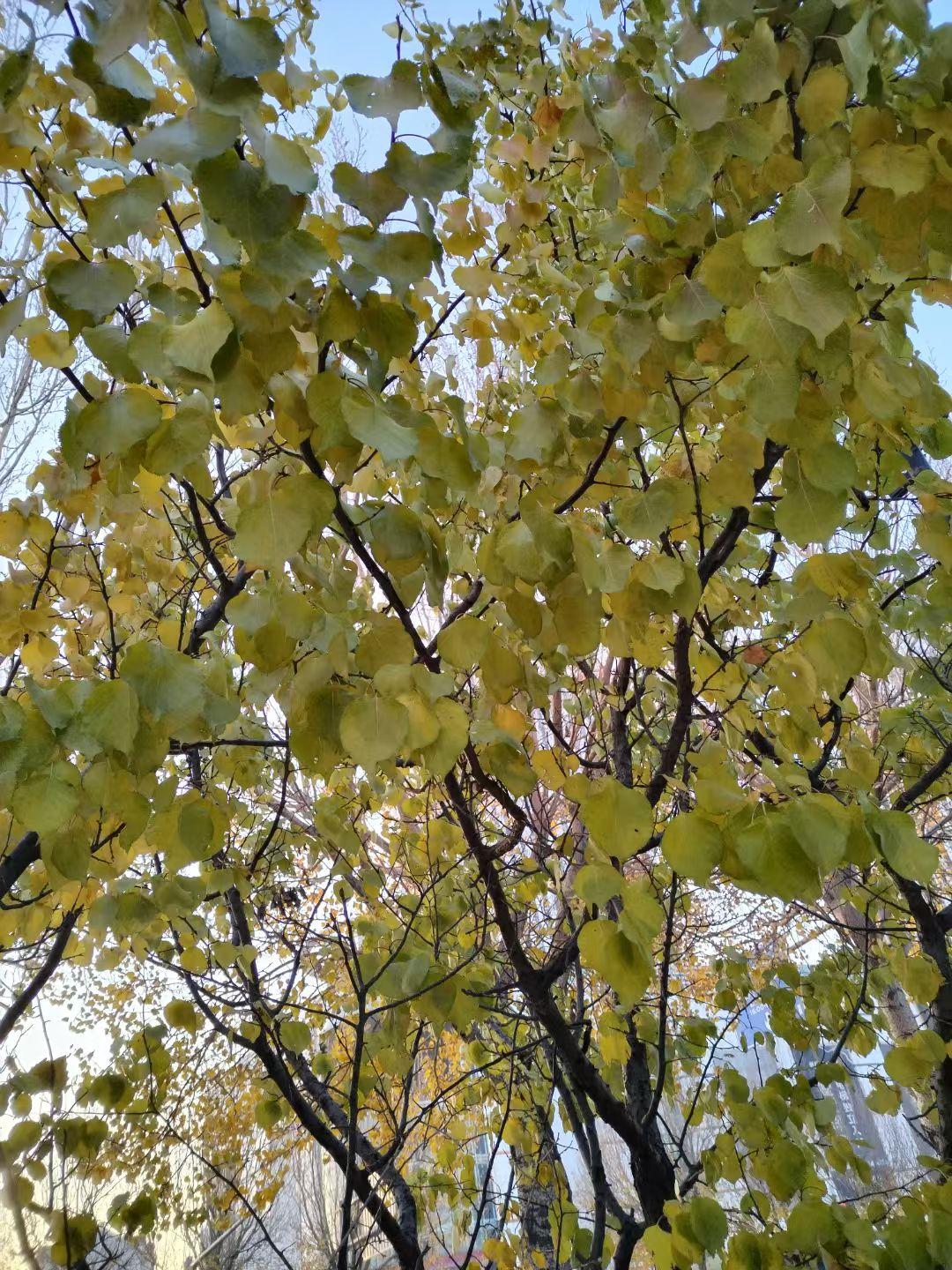 真人，从来不复杂。
一大堆人分析圣人如何经历困苦，背叛， 冷眼，如何一路成长，提