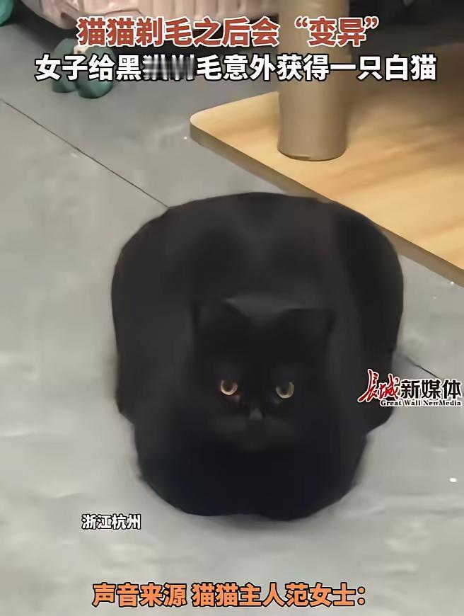 谁能想到，养了三年的纯黑主子，脱了件“外套”竟然变成了白条鸡？杭州一位姑娘被逼急