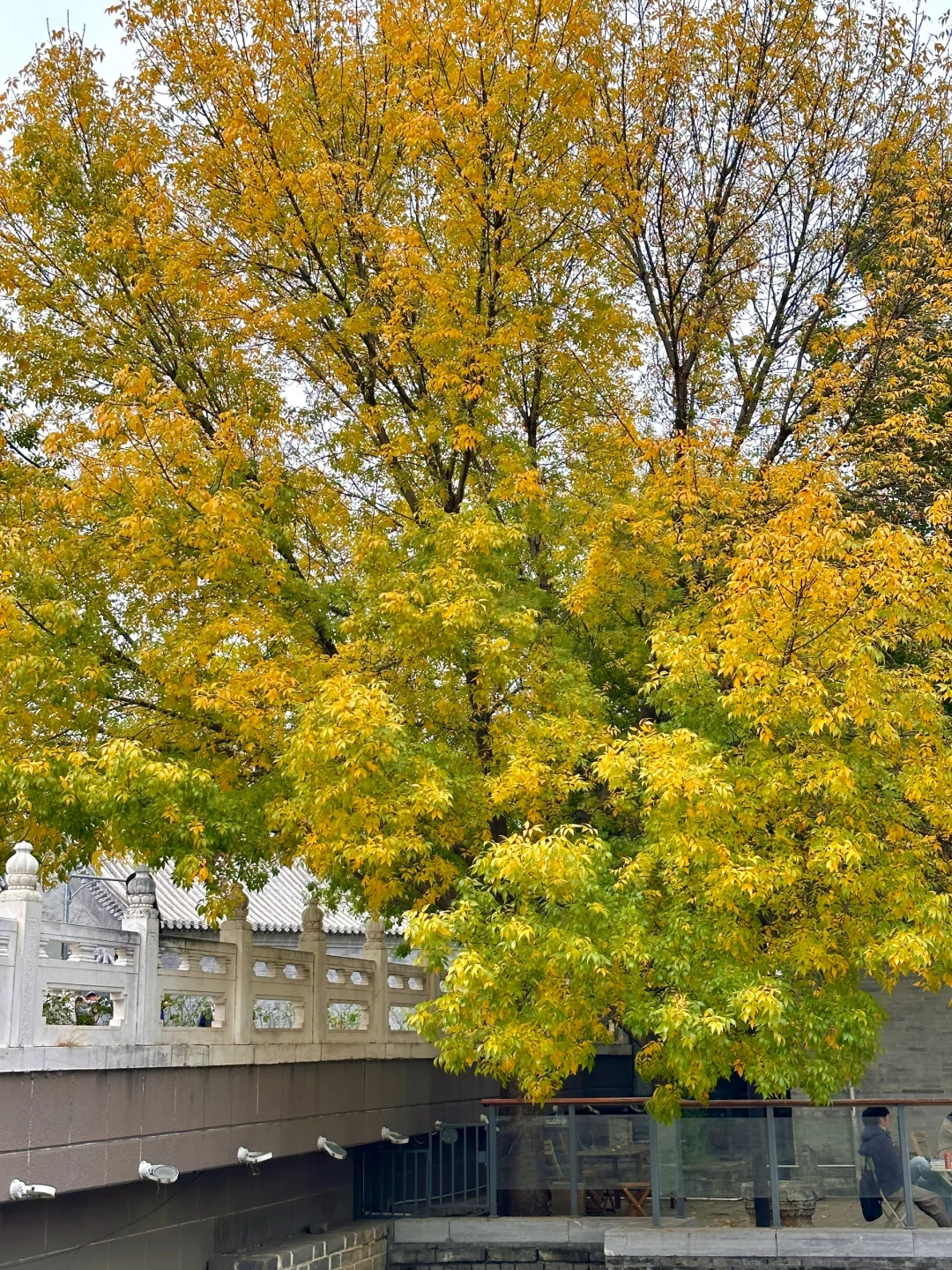 保密❗️别去东四十三条人挤人，这条胡同白腊已“封神” 一脚踩进秋天 大...