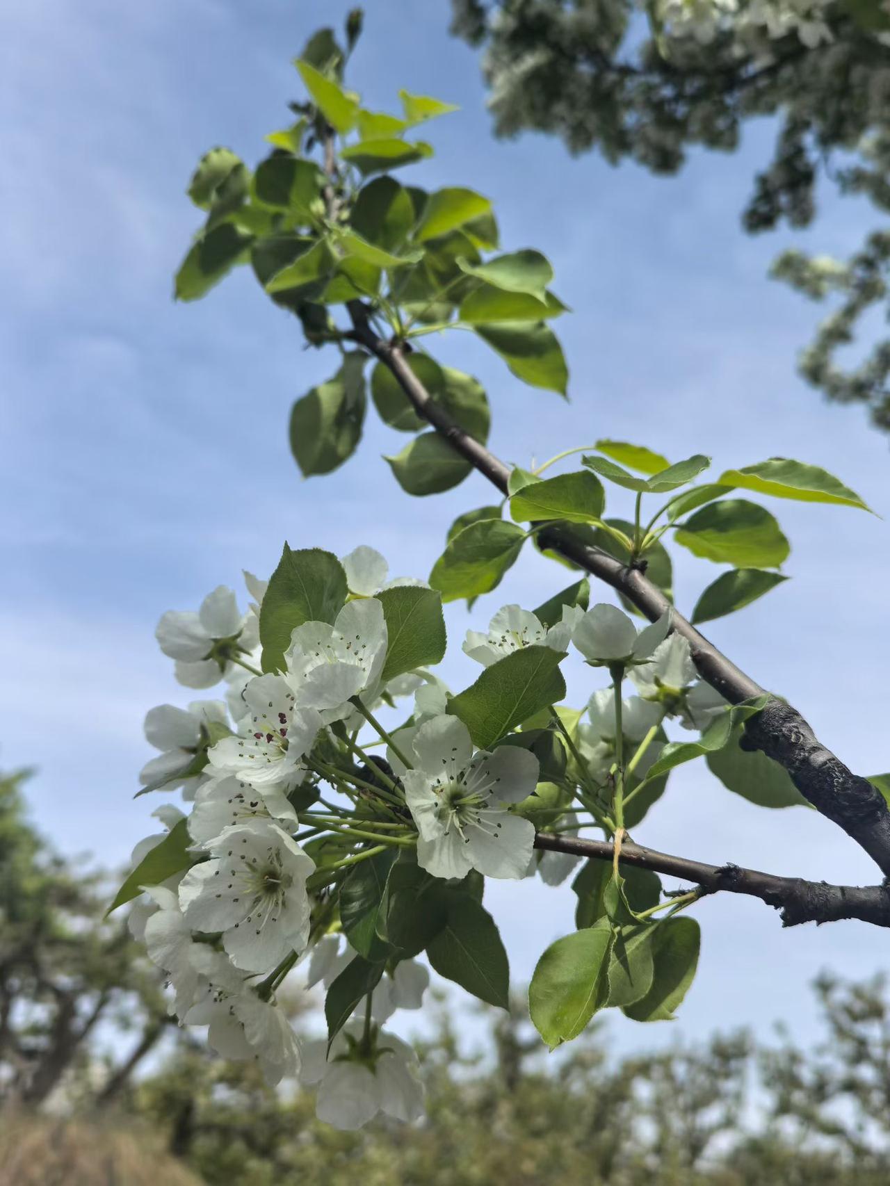 仲春四月，梨花盛开的季节，那一片片洁白的花海，美不胜收，令人陶醉。

徜徉在梨花