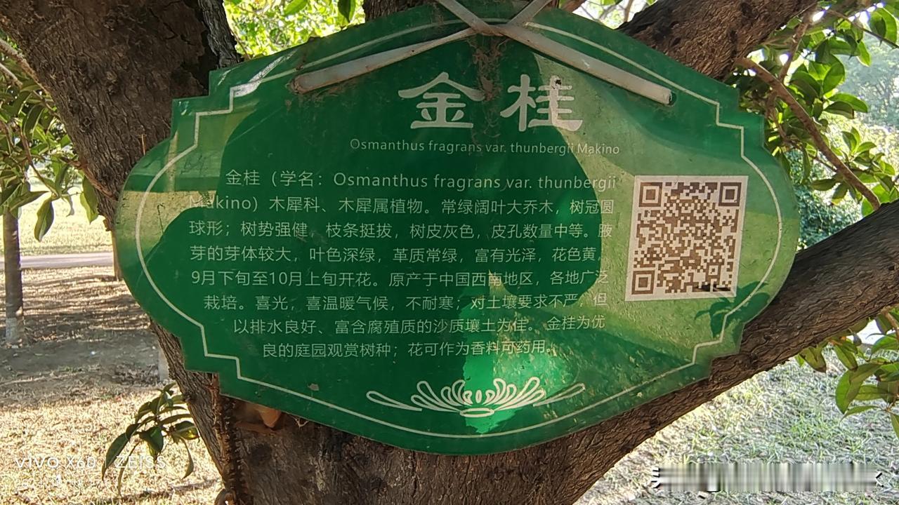 可以看看你手机里的桂花吗