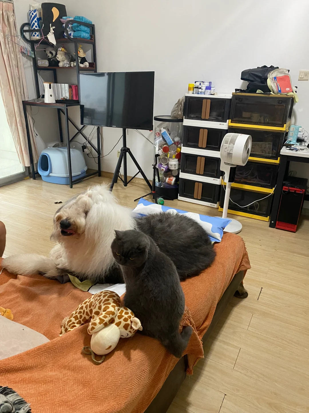 我的小猫开始不怕大狗了耶