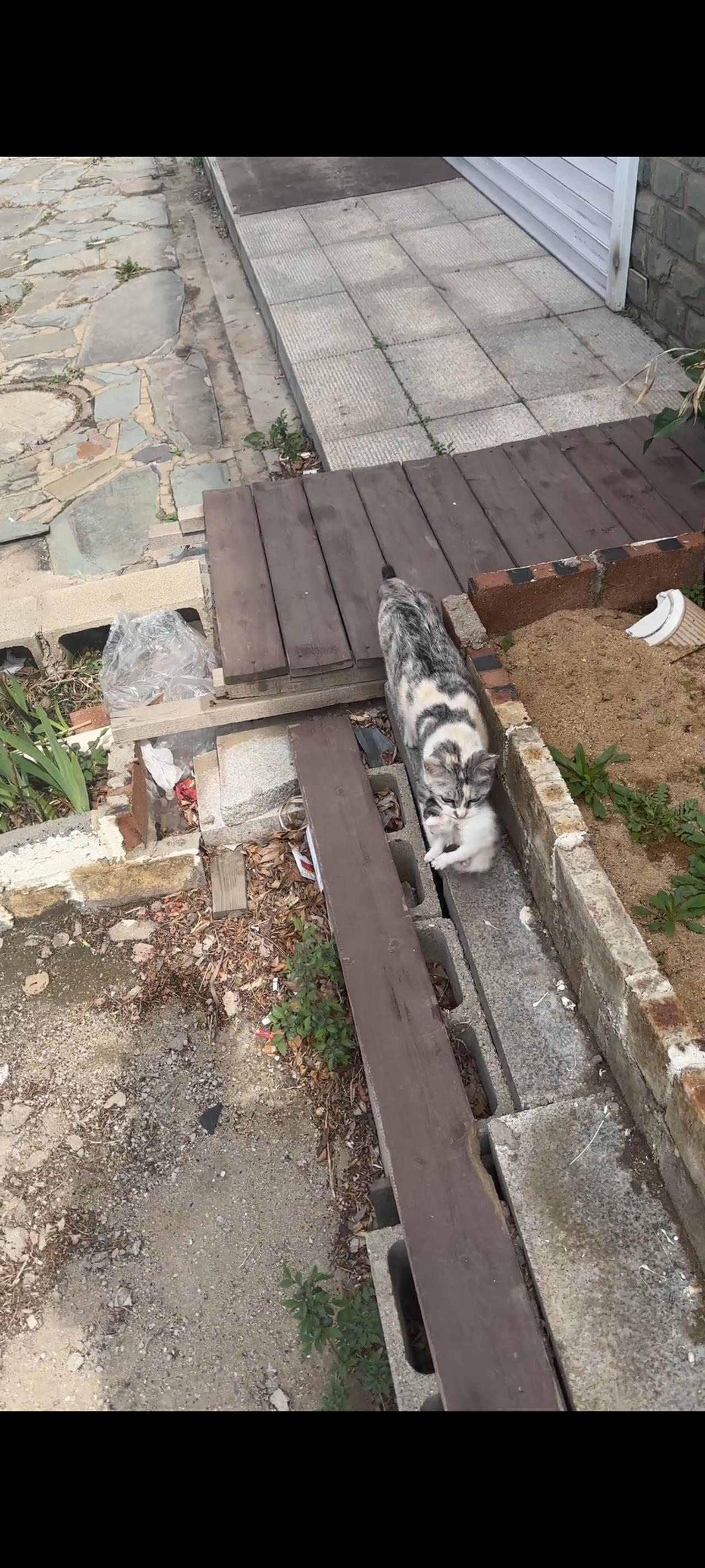 眼前的猫妈妈实在太伟大了，在预感到自己已经无力在抚养孩子之际，她竟然叼着最后一只
