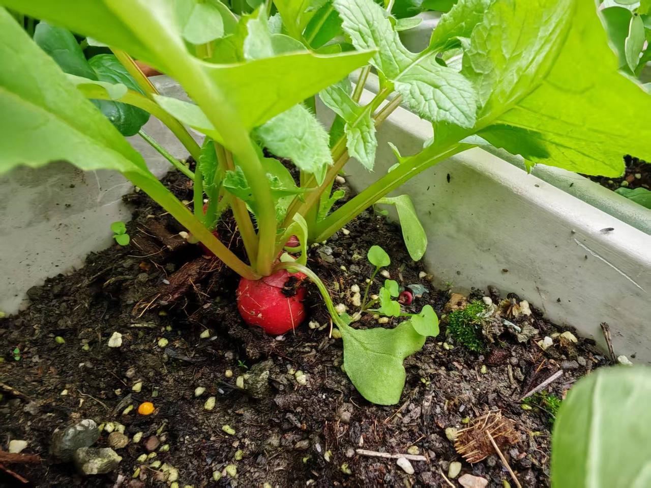 腔调呢？
堂堂地方足协副主席，说话不看地方不带门栓，把重要场合当成脱口秀现场。