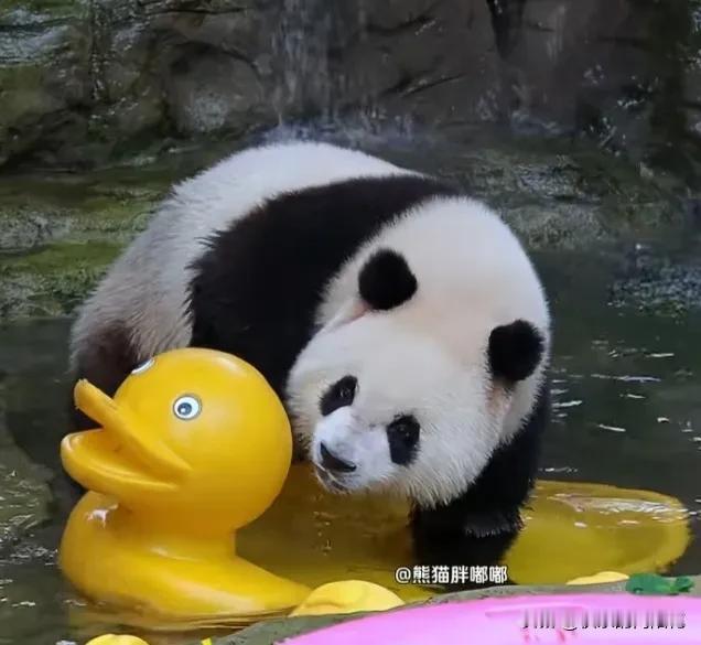 三妹一只脚踏进大黄鸭，大黄鸭就进了好多水，三妹躺上去，大黄鸭便沉底了，三妹有点懵