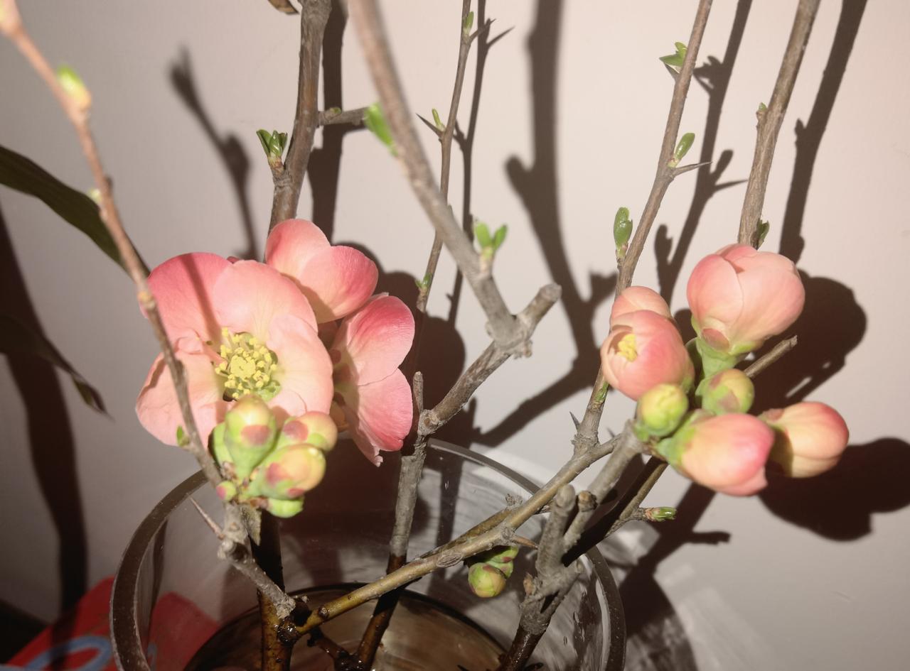 瓜豆是一门学问。种瓜得瓜，种豆得豆，是自然规律和普世价值。种豆得瓜那是上错了轿的