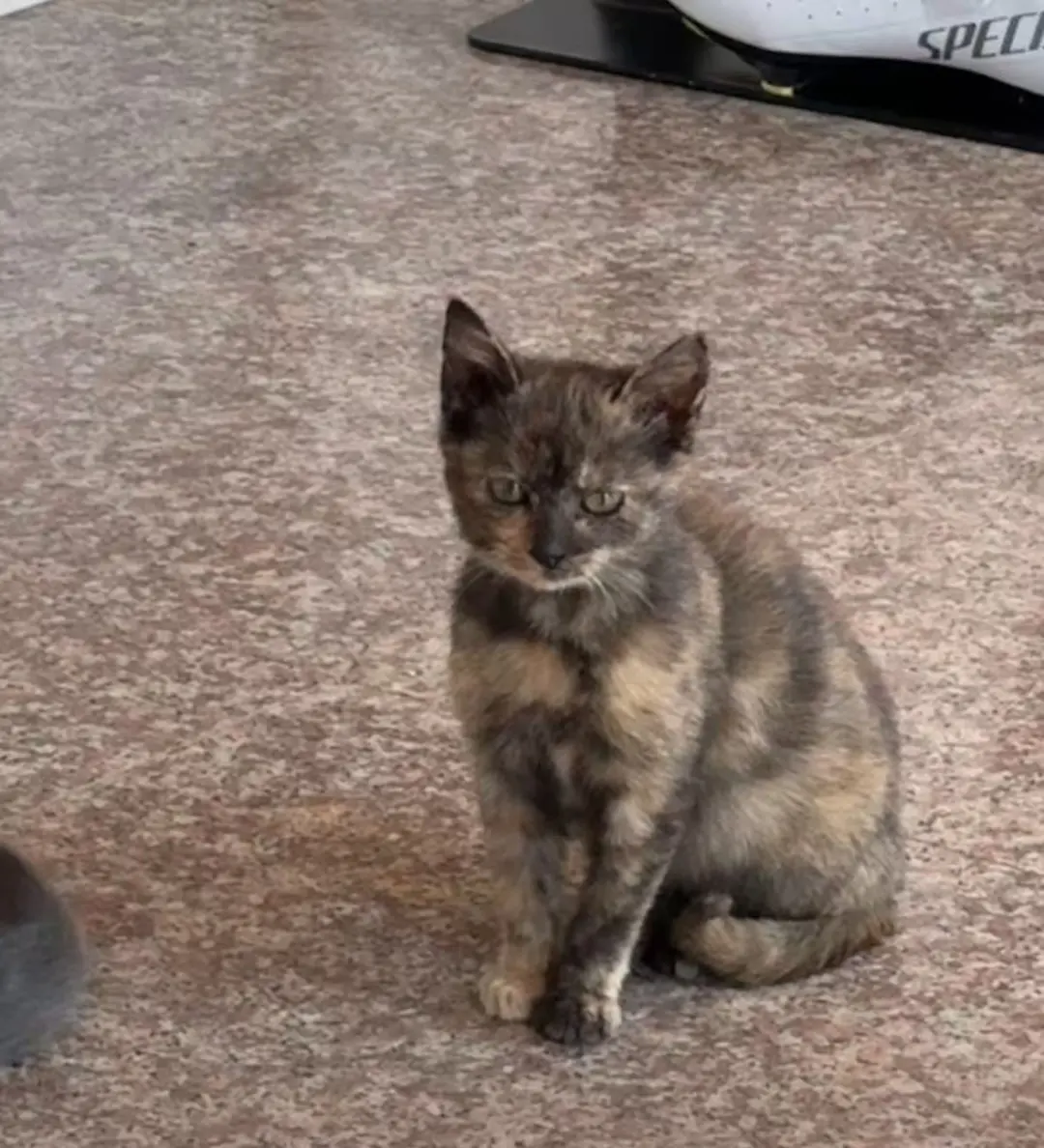 厦门猫界刘亦菲找领养