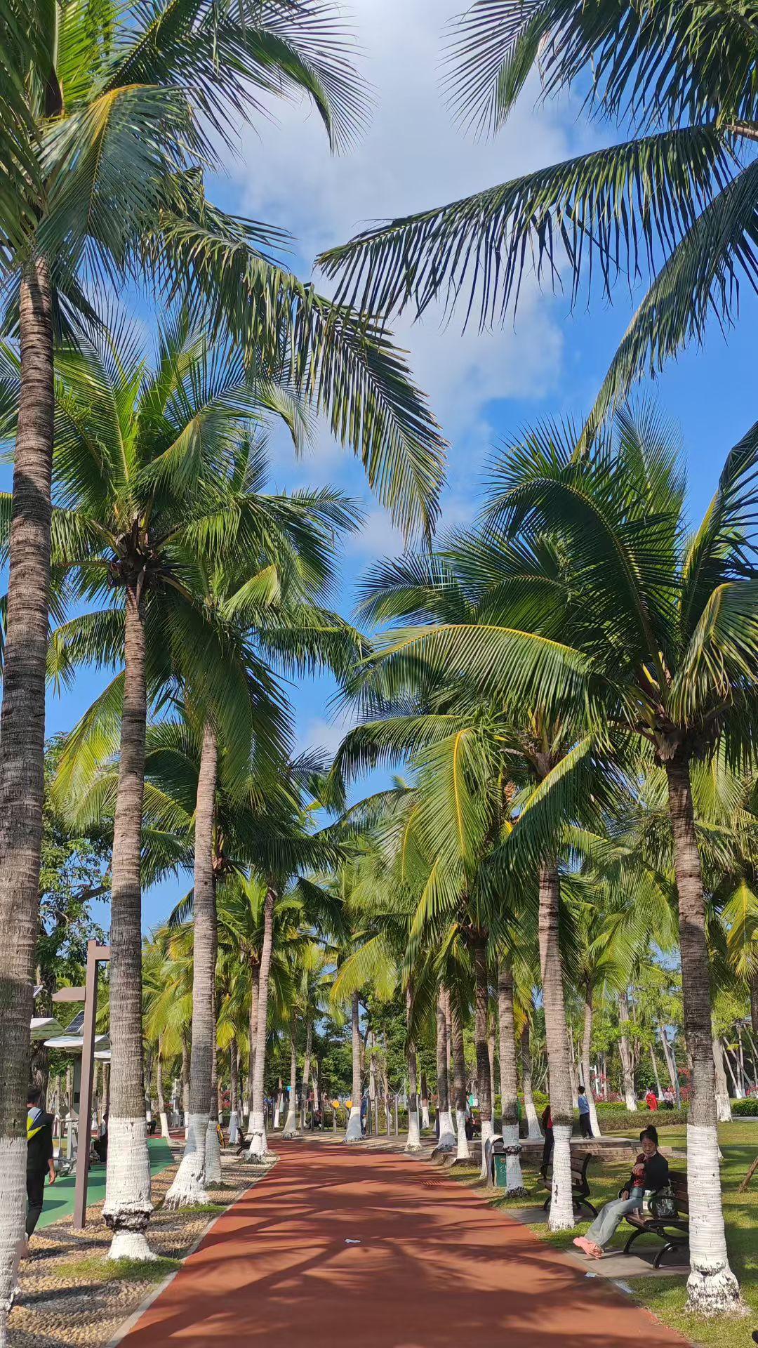 椰树把蓝天裁成绿帘，红步道是夏的唇印，每片叶的颤动都在哼热带的歌。
✨ 晴朗天里