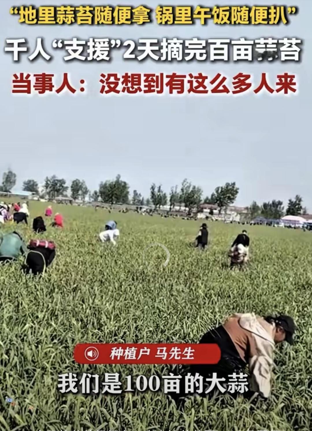 马先生发了个视频，说来摘随便吃午饭，
结果两天来了近千人，现场没乱。

这事真不