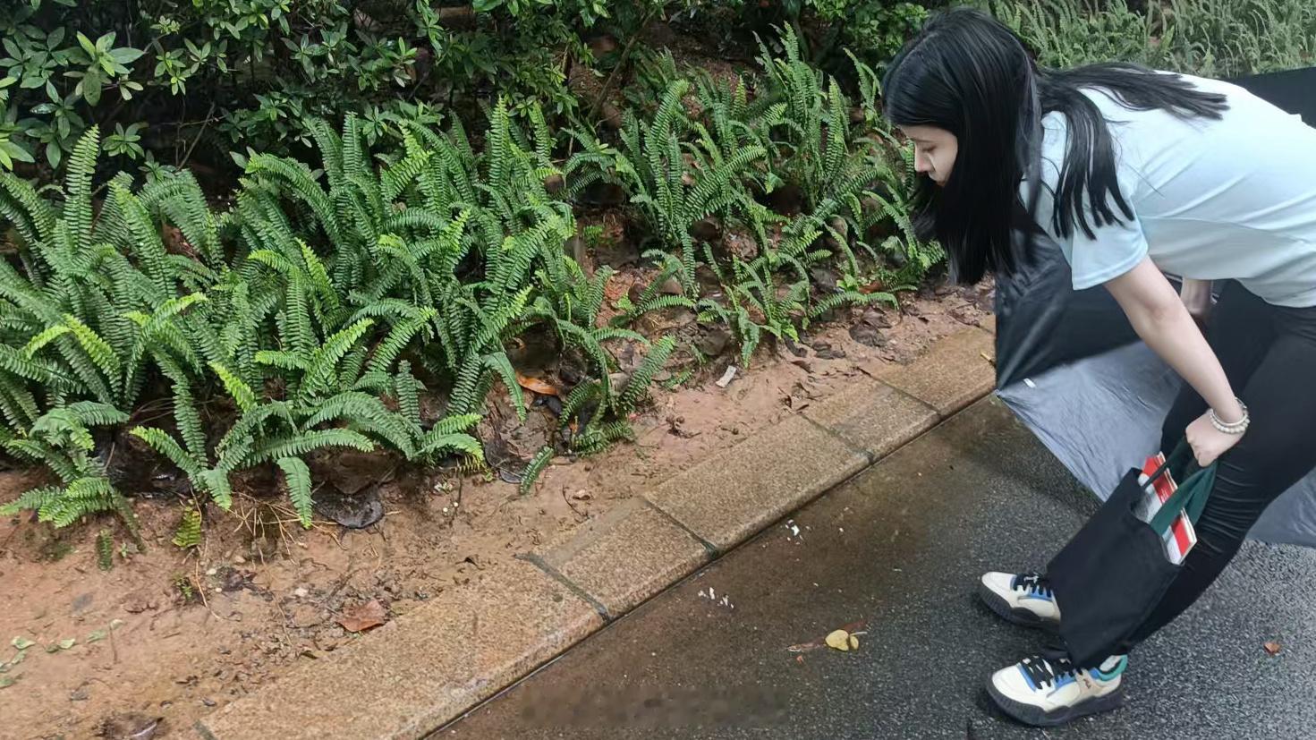 银塘朱槛麹尘波，圆绿卷新荷荷花