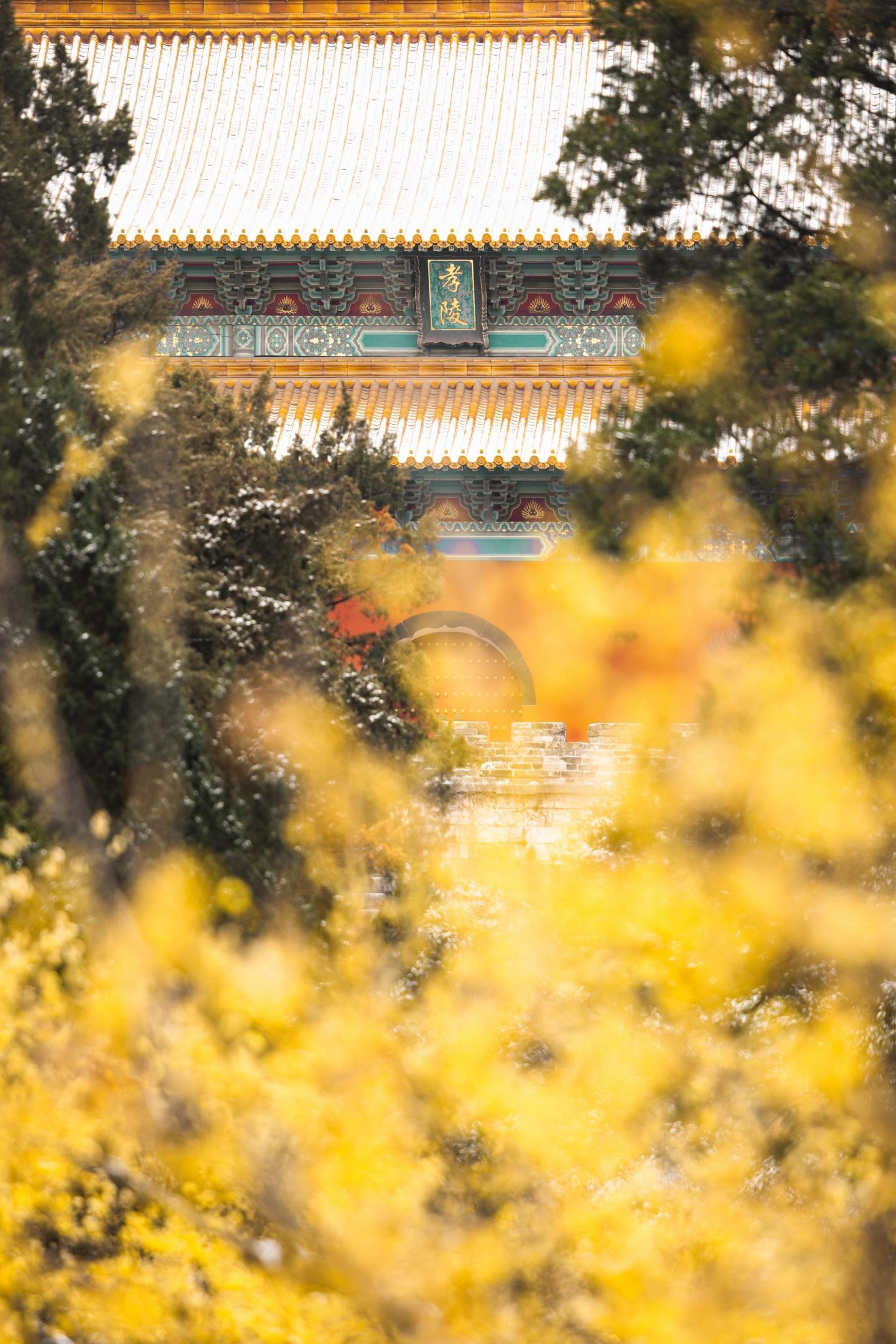 暗香疏影一眼沦陷，金陵冬日限定的中式美学。1月来南京这三个赏腊梅“经典...