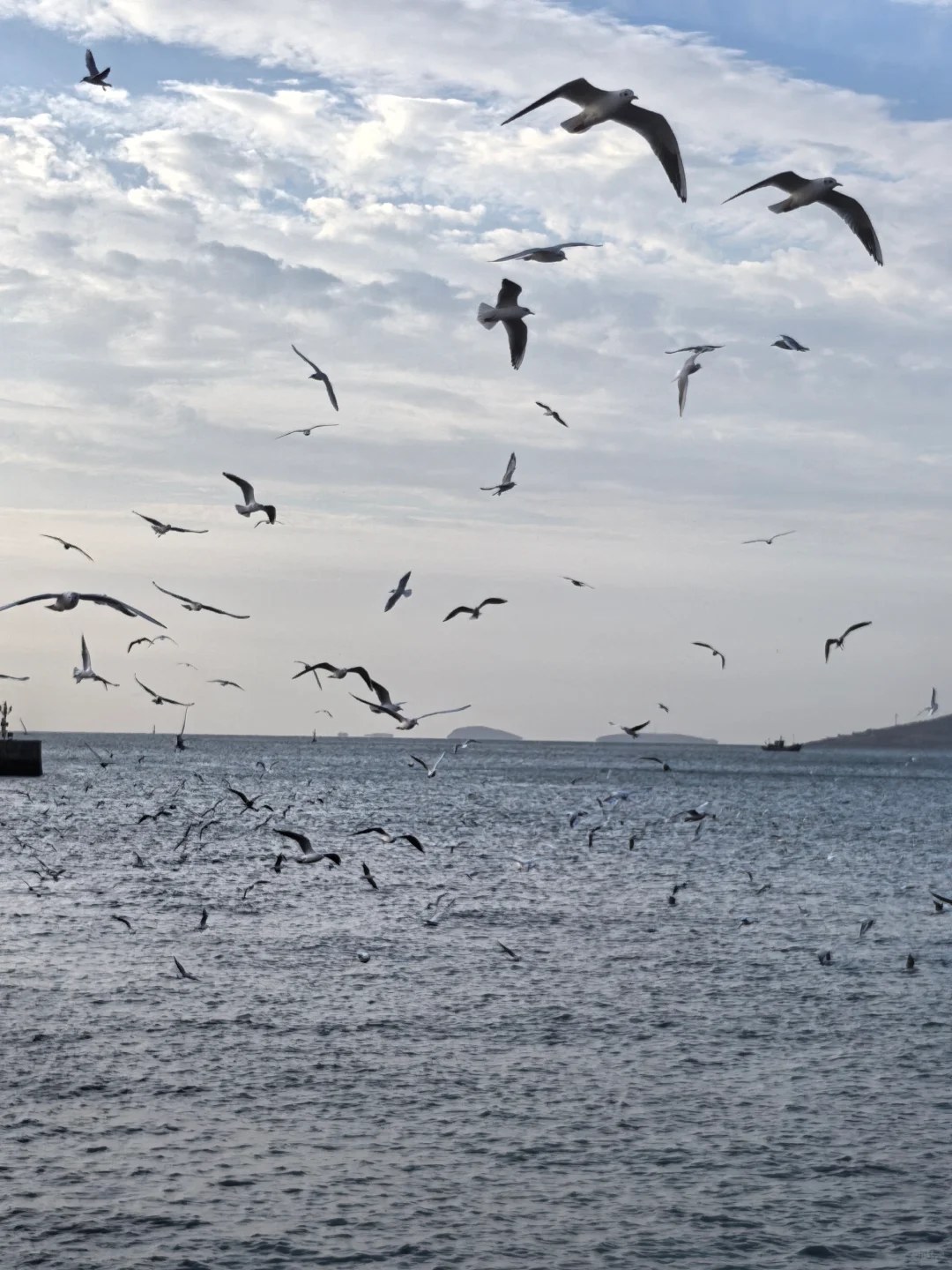 青岛栈桥海鸥 兄弟们有食儿😃跟我冲！