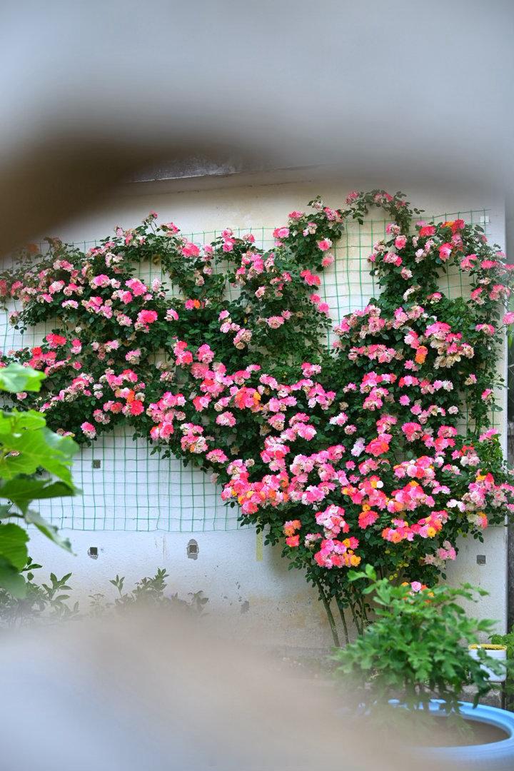 村人家，被苹果花月季爬满的墙面。植物